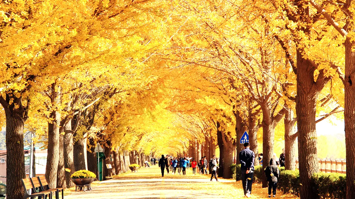 아산 곡교천 은행나무길
