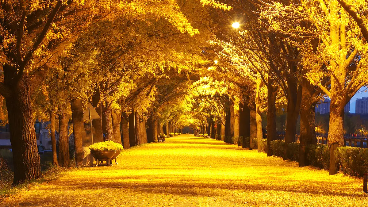 은행나무 야간 모습