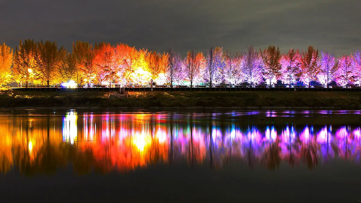 곡교천 은행나무길 야경