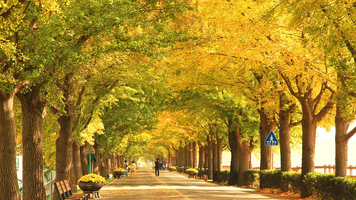 곡교천 은행나무길