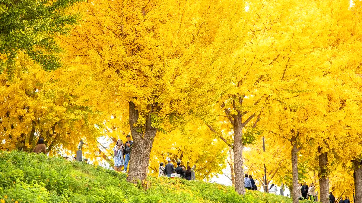 곡교천 은행나무길 모습
