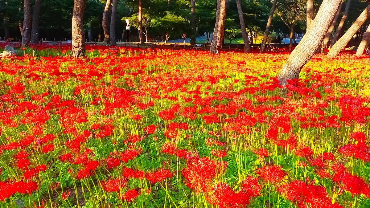 성주산자연휴양림 전경