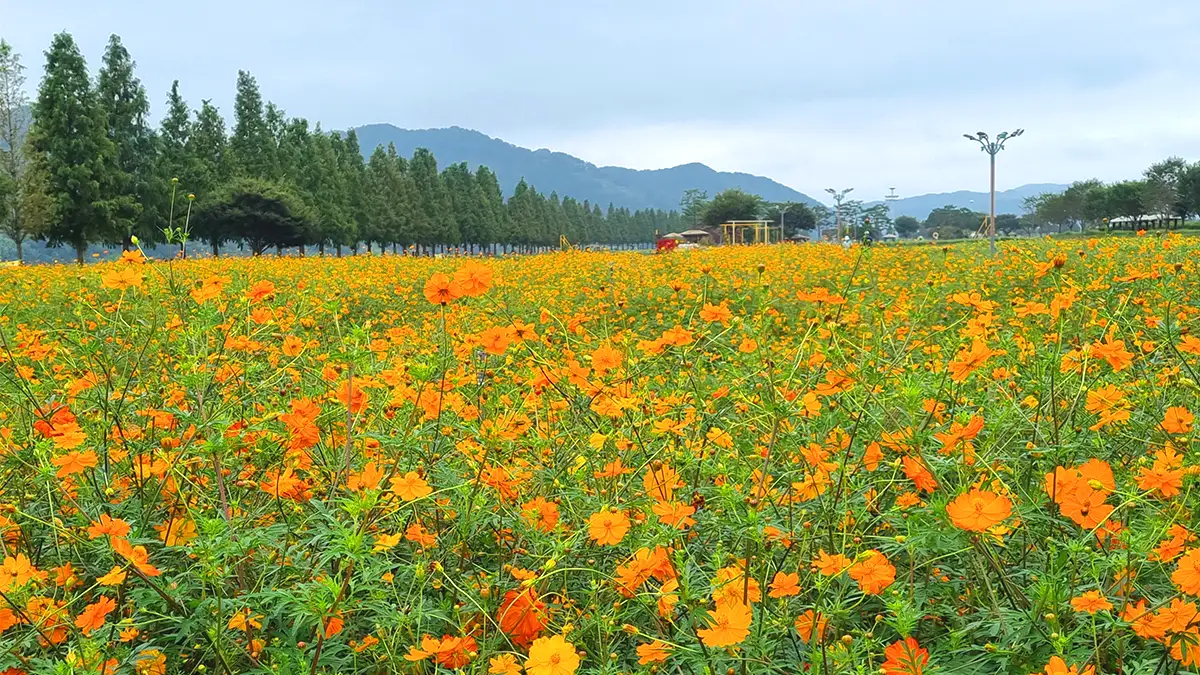 남지체육공원 황화코스모스