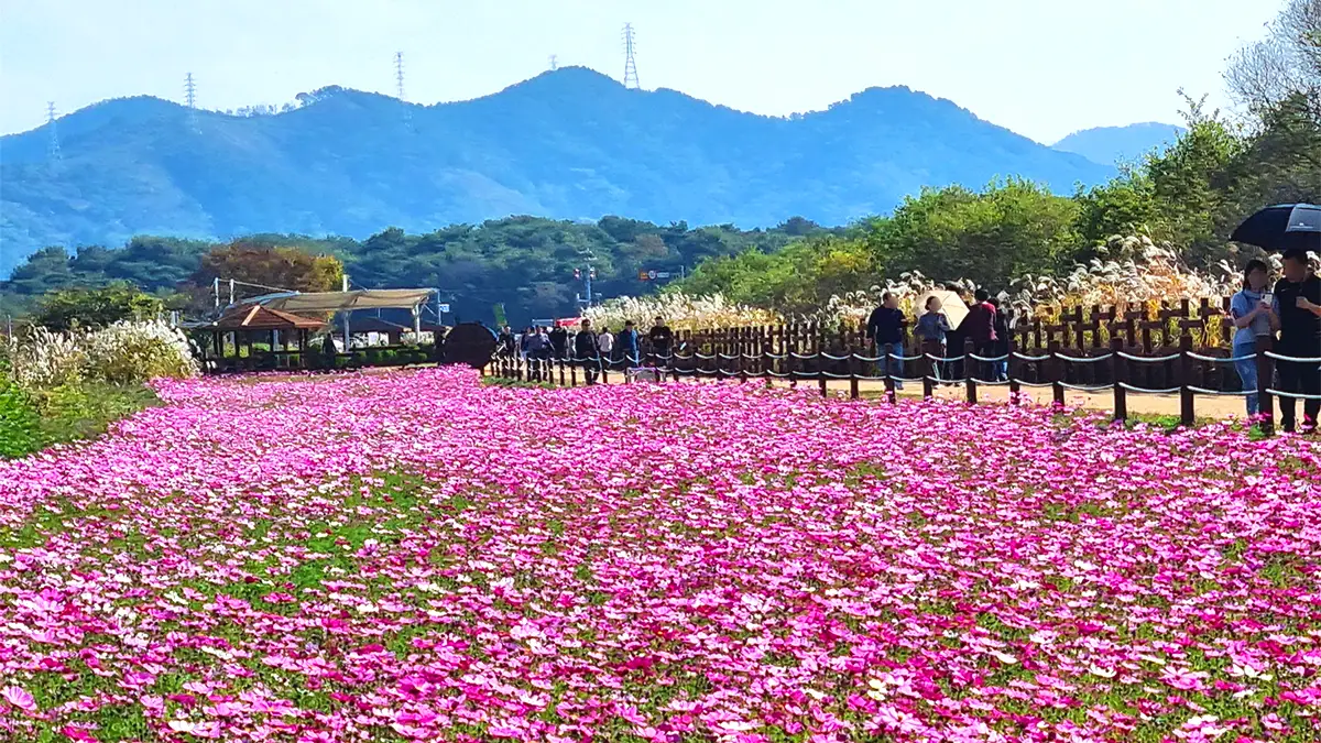 주남저수지 코스모스