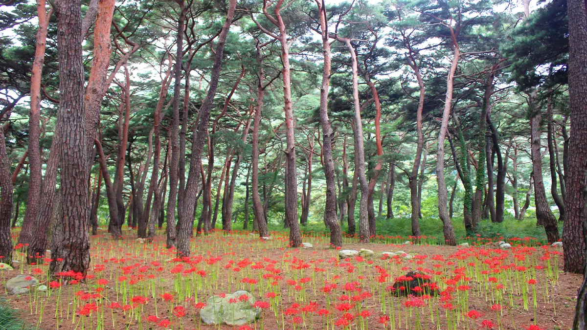 청도 운문사 솔바람길 꽃무릇