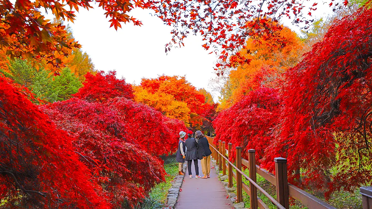 미동산수목원 공작 단풍