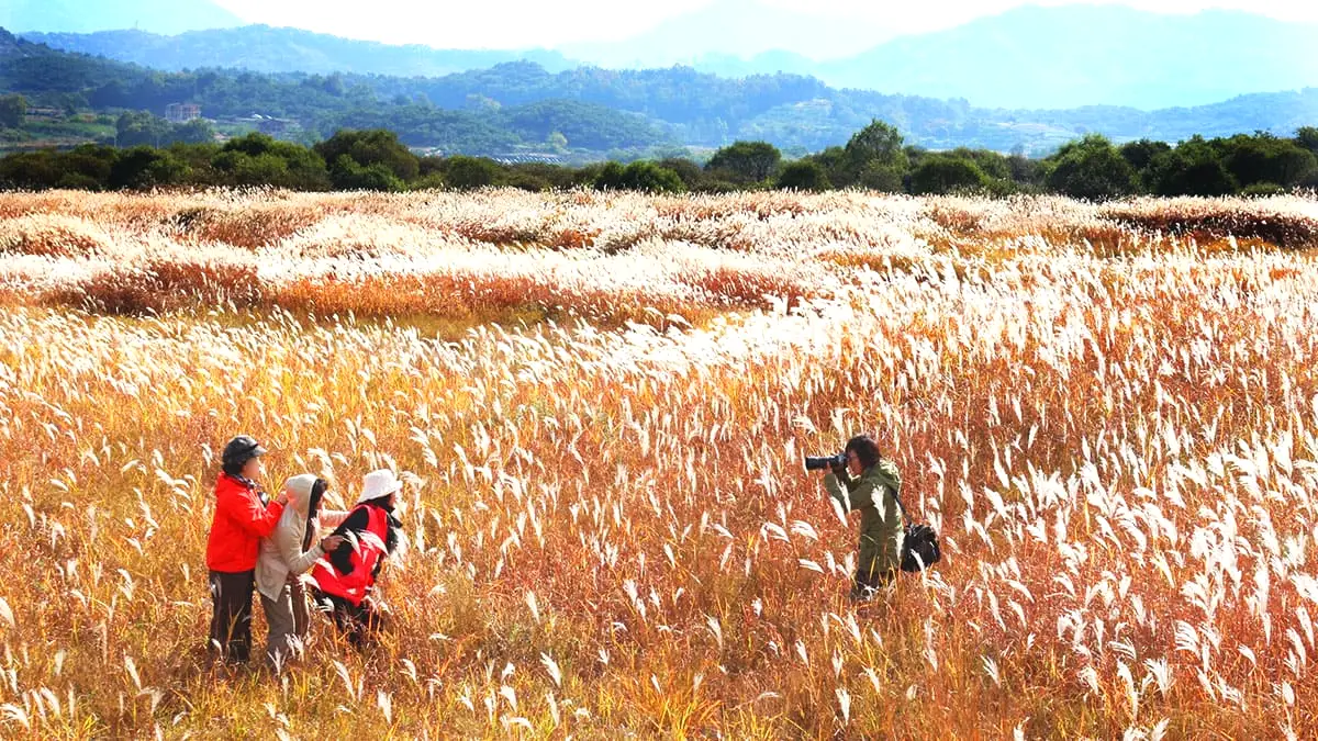 비내섬 억새 비내섬 억새