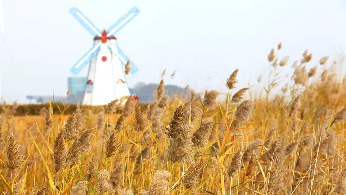 대부바다향기테마파크 대부바다향기테마파크