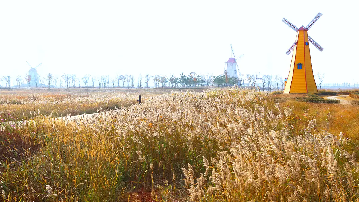 대부바다향기테마파크 억새 대부바다향기테마파크 억새