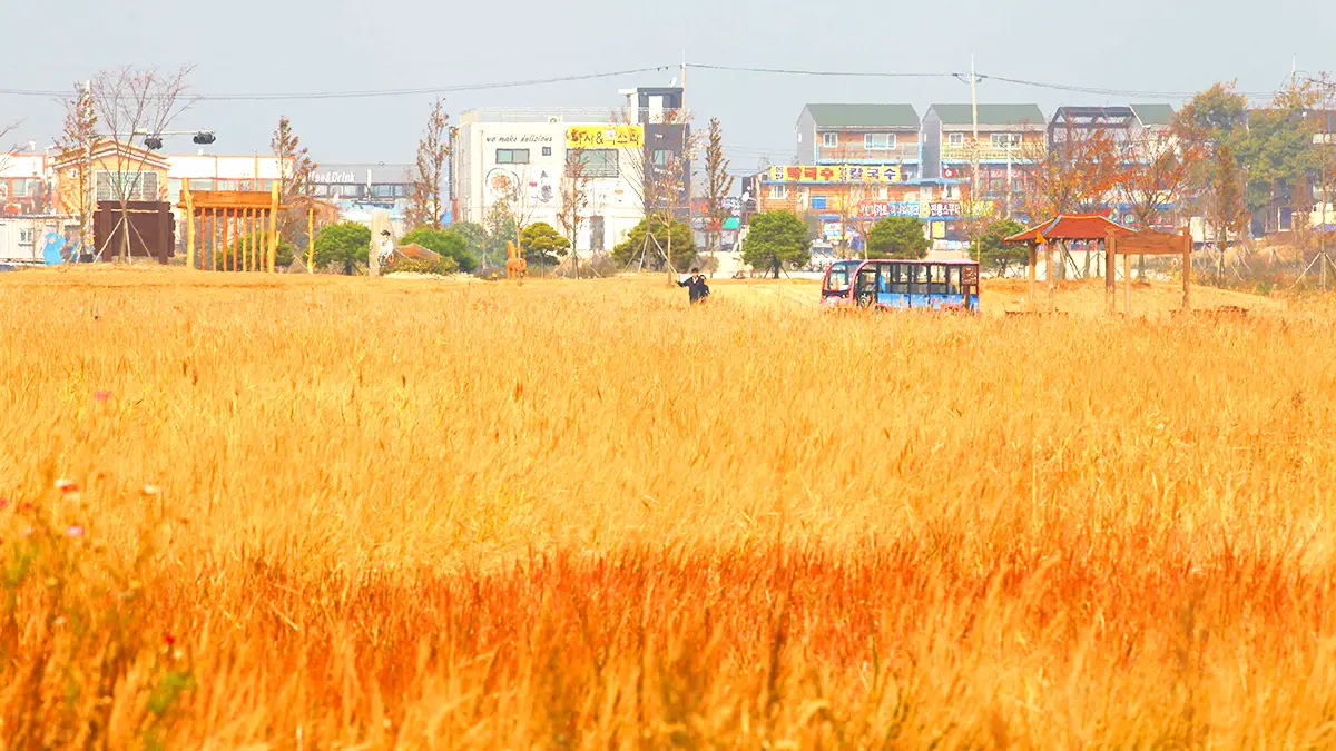 대부바다향기테마파크 갈대 대부바다향기테마파크 갈대