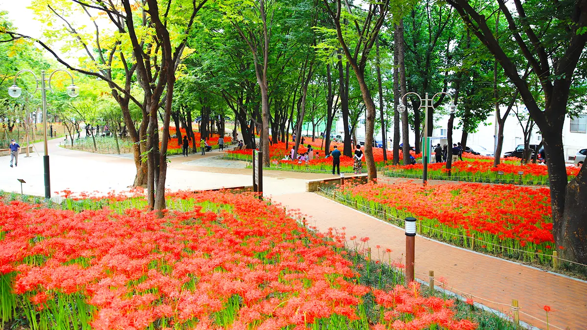 대구 그린웨이 꽃무릇 전경