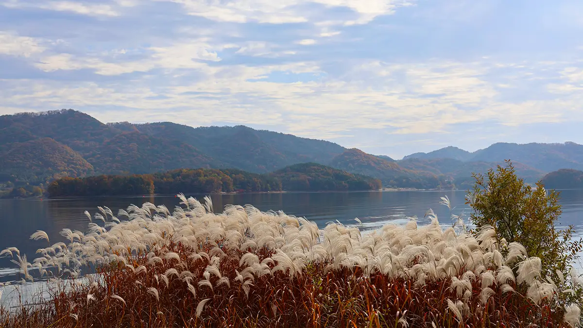 대전 대청호 억새