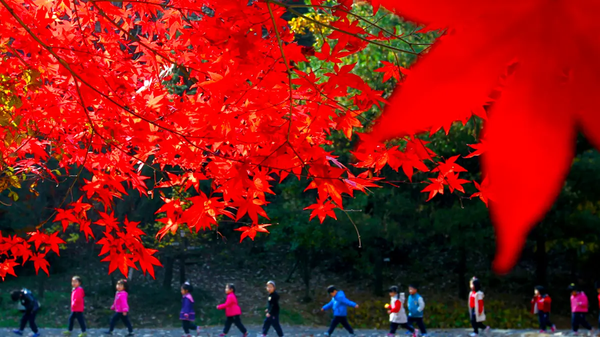 대전 상소동 산림욕장 단풍 대전 상소동 산림욕장 단풍
