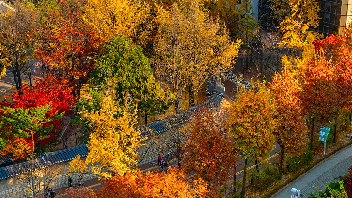 덕수궁 돌담길 단풍 덕수궁 돌담길 단풍