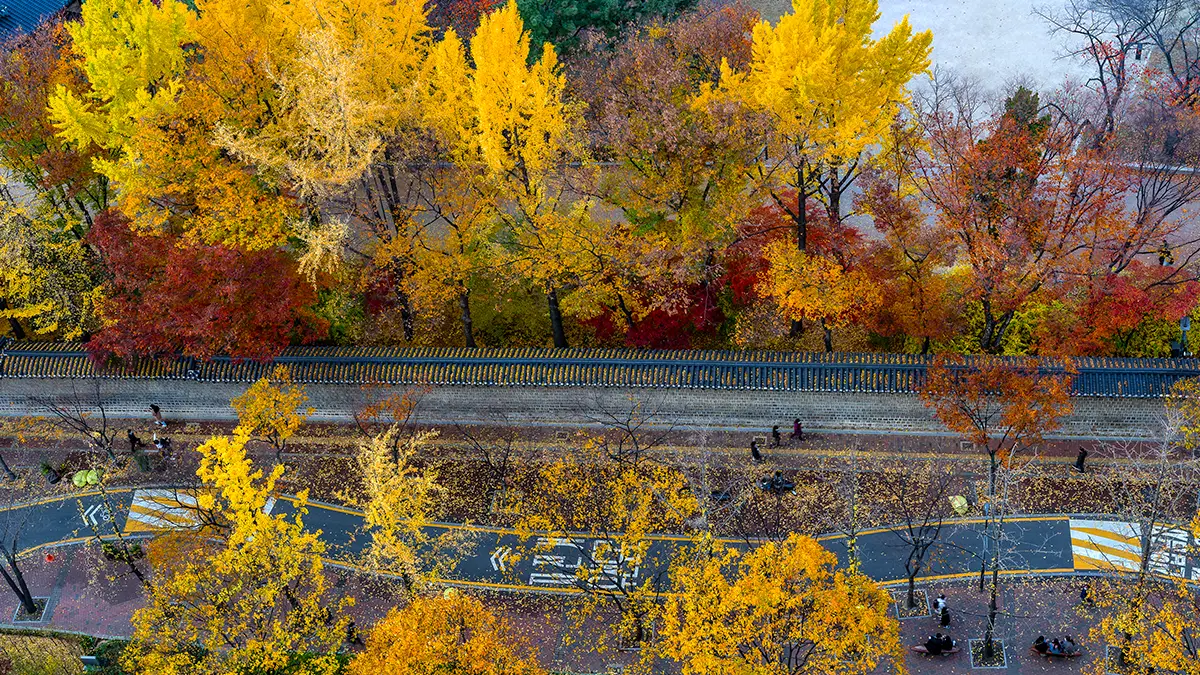 덕수궁 가을 단풍 덕수궁 가을 단풍
