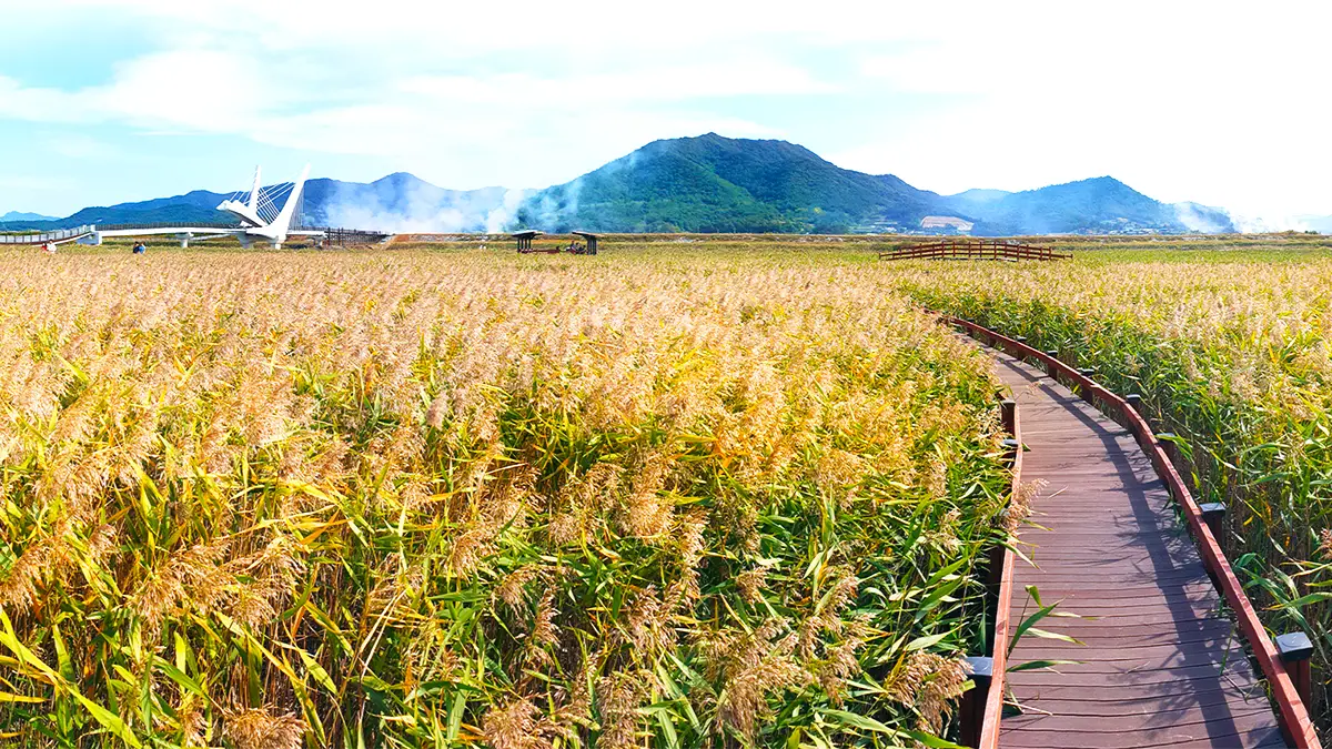 강진만 갈대 강진만 갈대