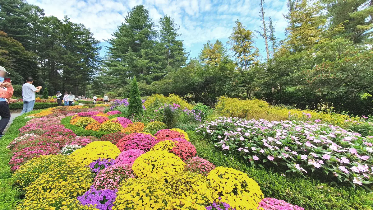 아침고요수목원 들국화전시회