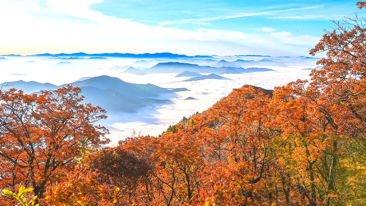 케이블카 전망대 단풍