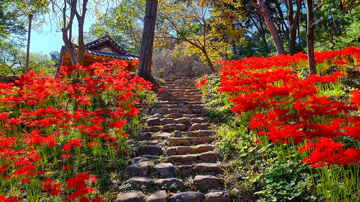 광주 환벽당 꽃무릇