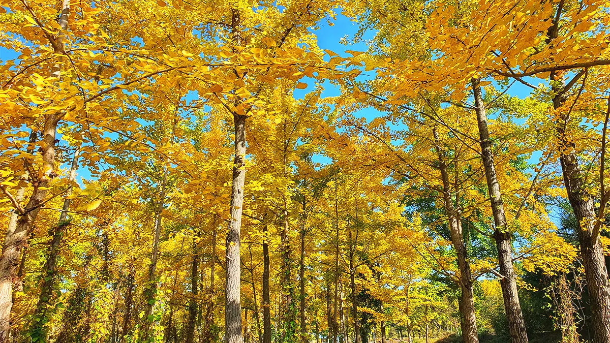 도리마을 은행나무