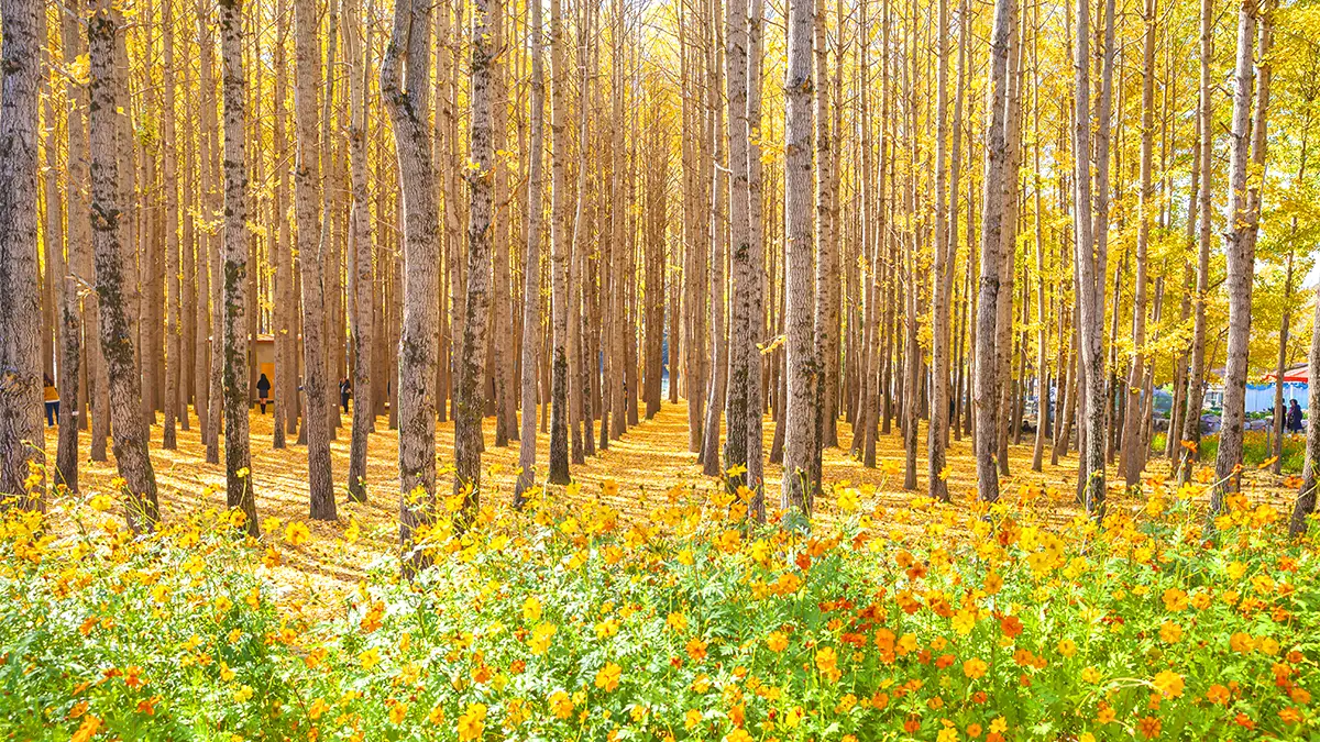 경주 도리마을 은행나무숲