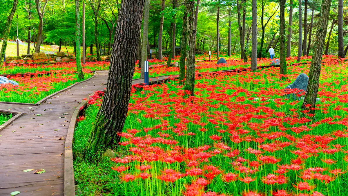 경주 꽃무릇 명소