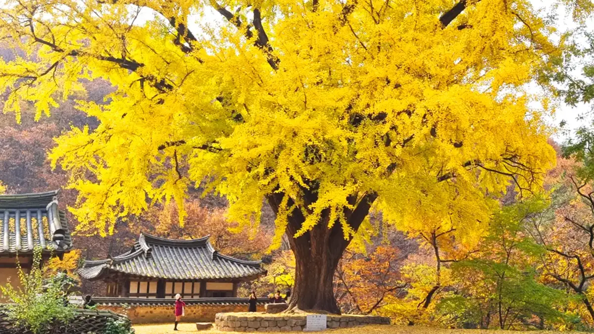 경주 운곡서원 은행나무 경주 운곡서원 은행나무