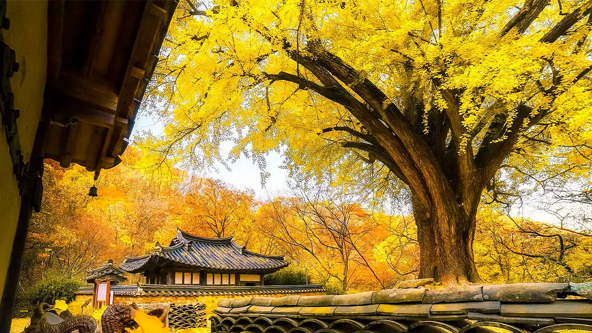 경주 운곡서원 가을 풍경 경주 운곡서원 가을 풍경
