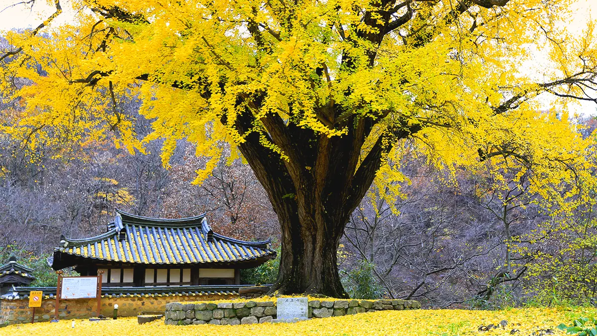 운곡서원과 은행나무 운곡서원과 은행나무