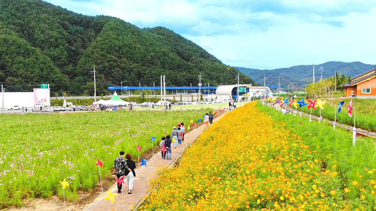 하동 북천 코스모스 메밀꽃 축제 하동 북천 코스모스 메밀꽃 축제