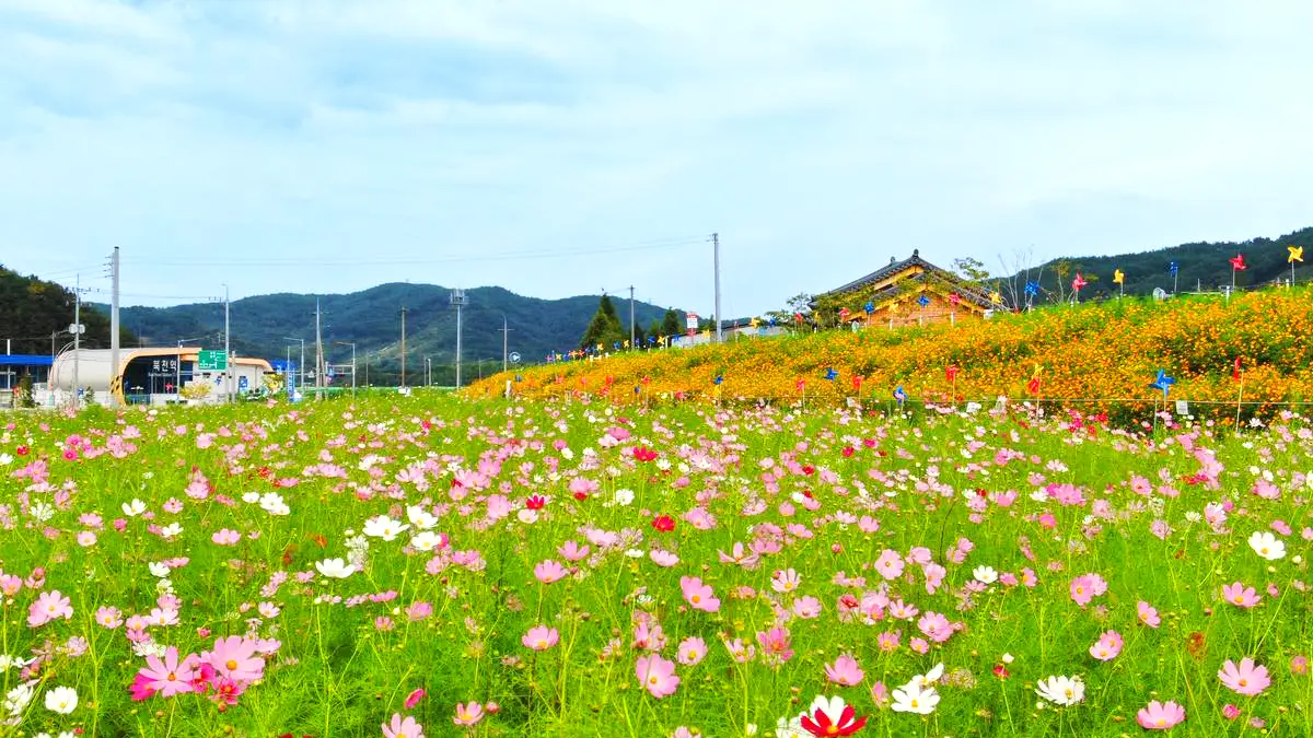 하동 북천 코스모스 메밀꽃 축제 모습