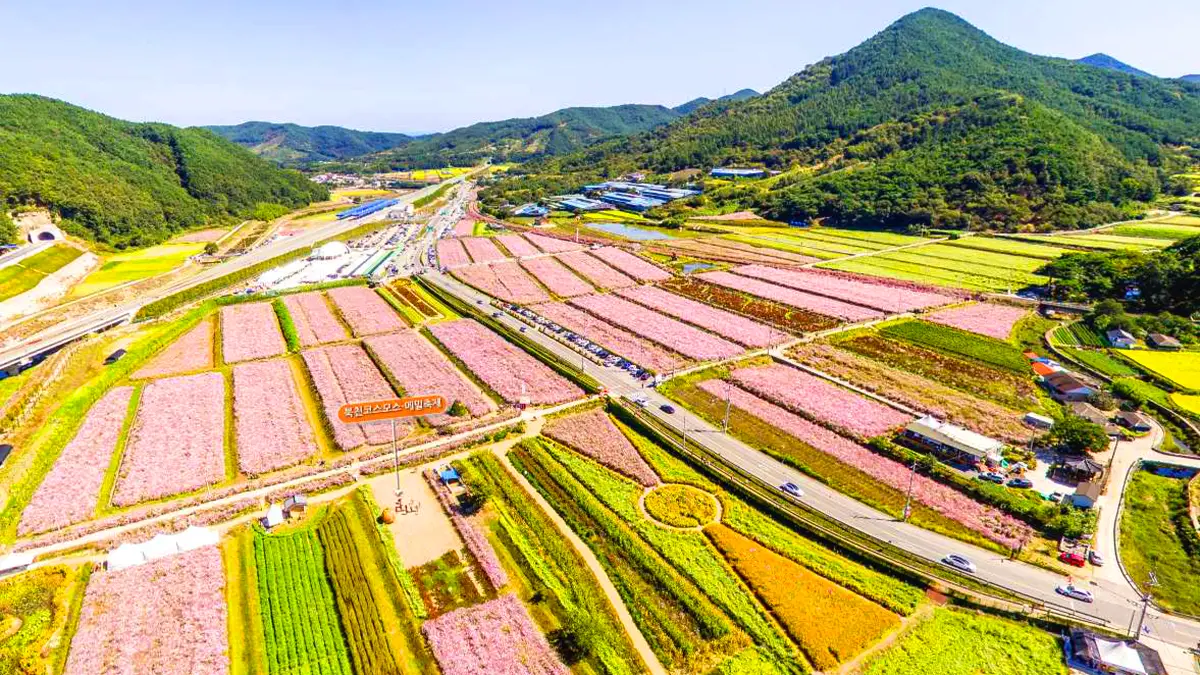 하동 북천 코스모스 메밀꽃축제 전경 하동 북천 코스모스 메밀꽃축제 전경