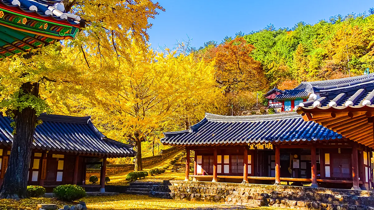 함안향교 은행나무