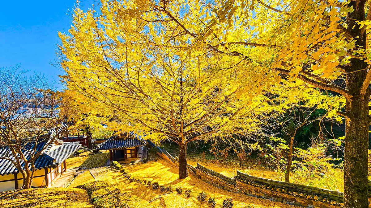 함안 은행나무 명소