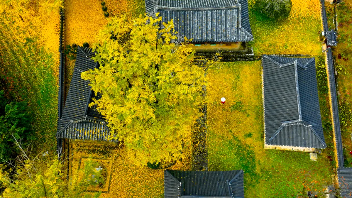 함안향교 은행나무 항공샷