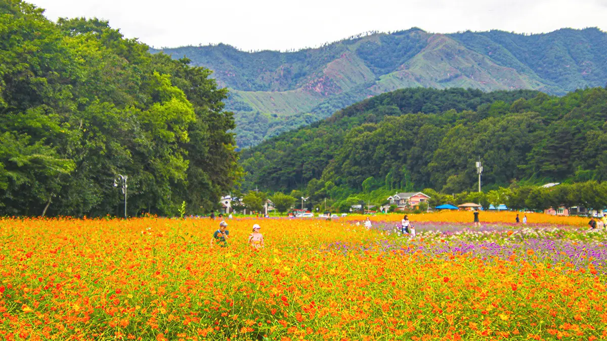 함양 상림공원 가을 풍경