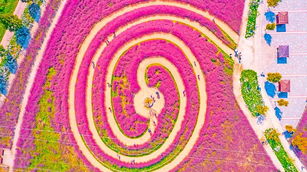 합천 신소양체육공원 핑크뮬리 전경