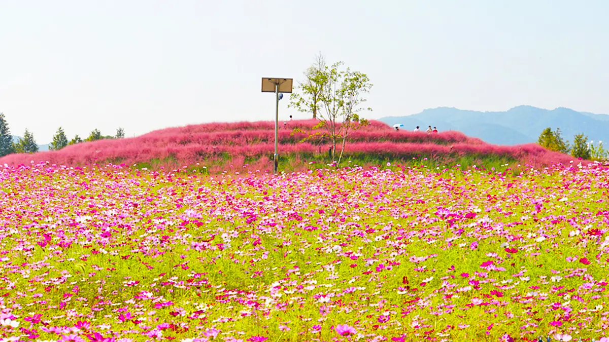 합천 신소양체육공원 코스모스