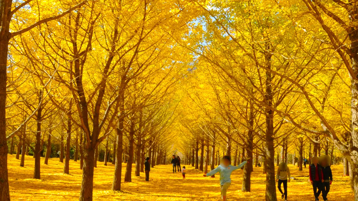 홍천 은행나무숲 홍천 은행나무숲