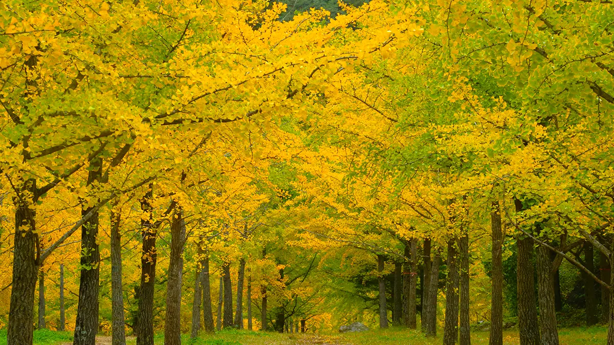 홍천 은행나무숲 전경 홍천 은행나무숲 전경