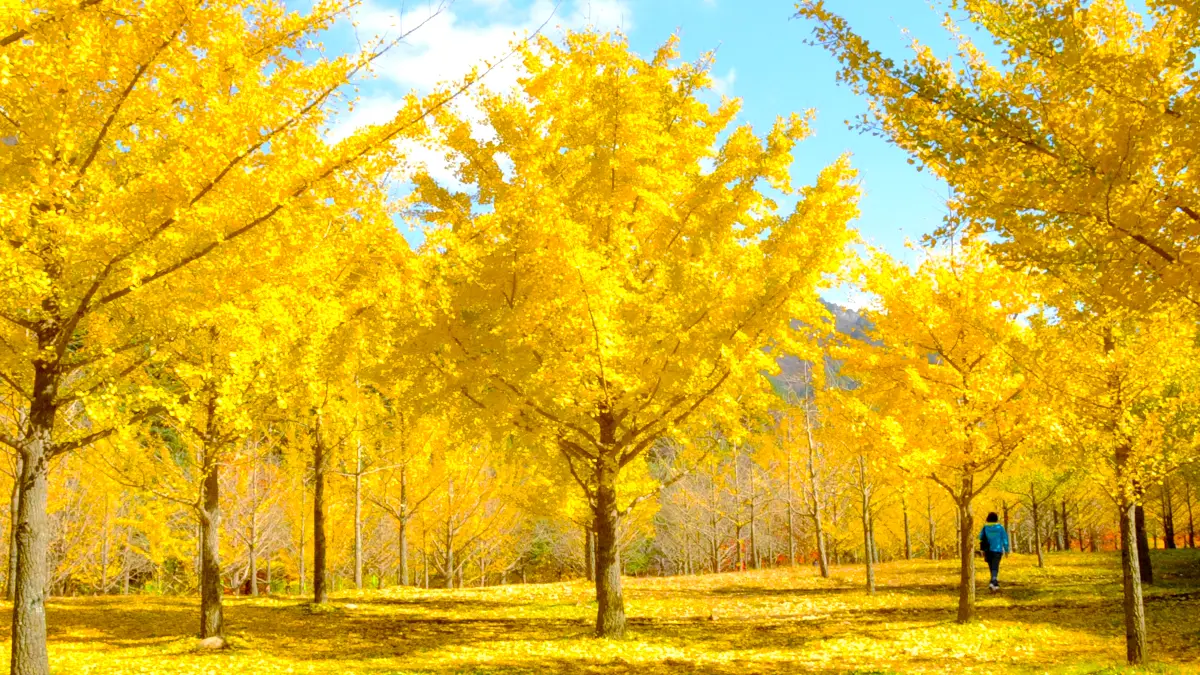 홍천 은행나무 홍천 은행나무