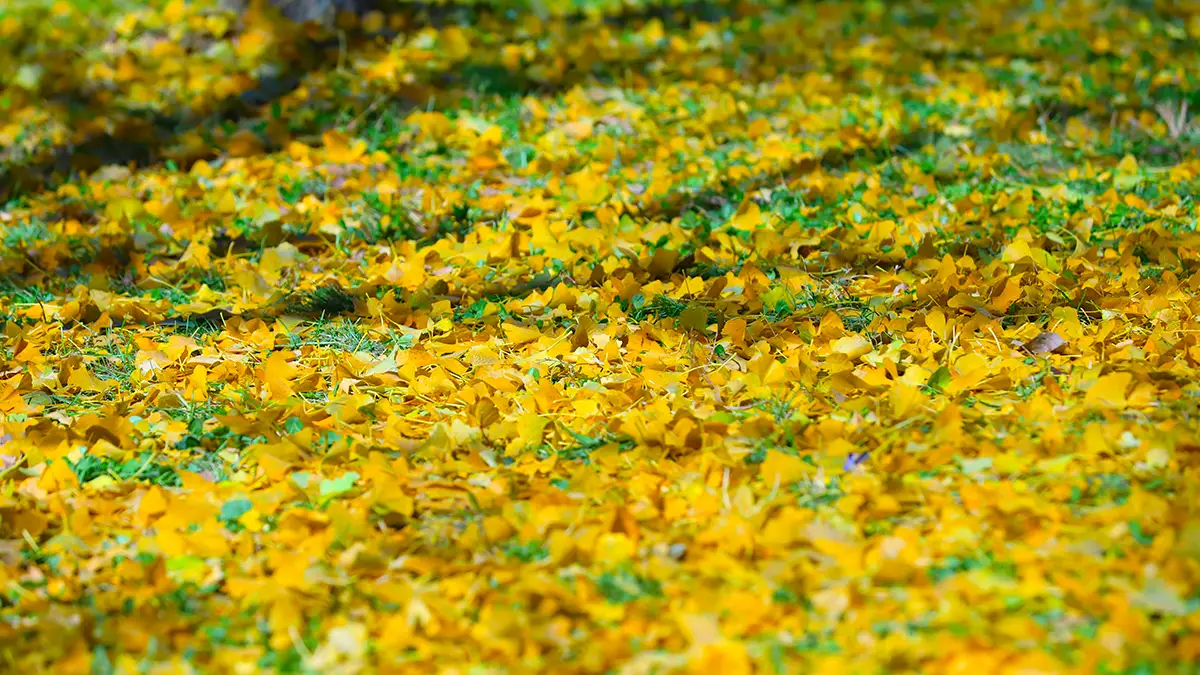 홍천 은행나무숲 은행잎 홍천 은행나무숲 은행잎