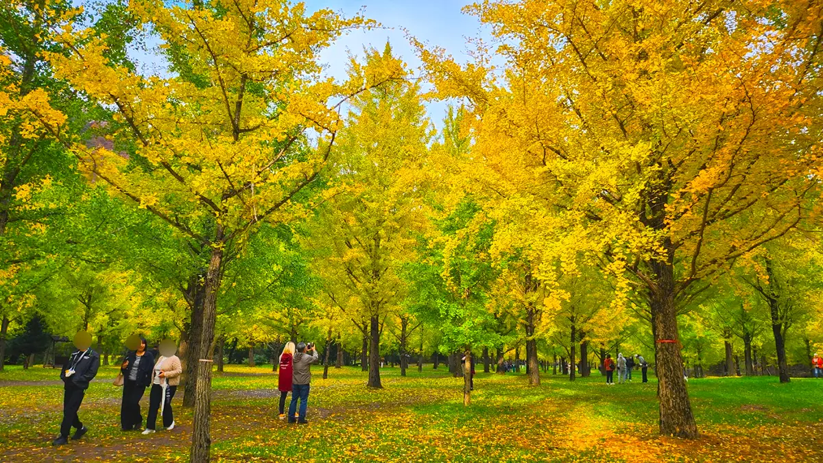 홍천 은행나무숲 풍경 홍천 은행나무숲 풍경