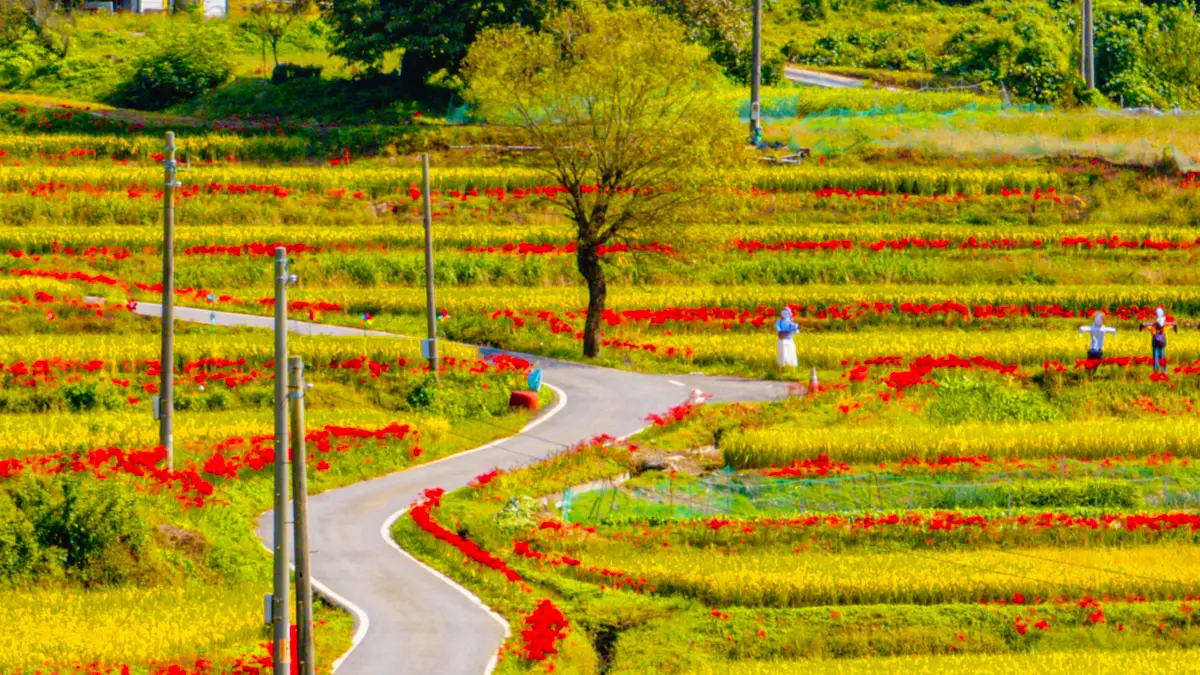 홍성 소새울마을 다랭이 논 꽃무릇