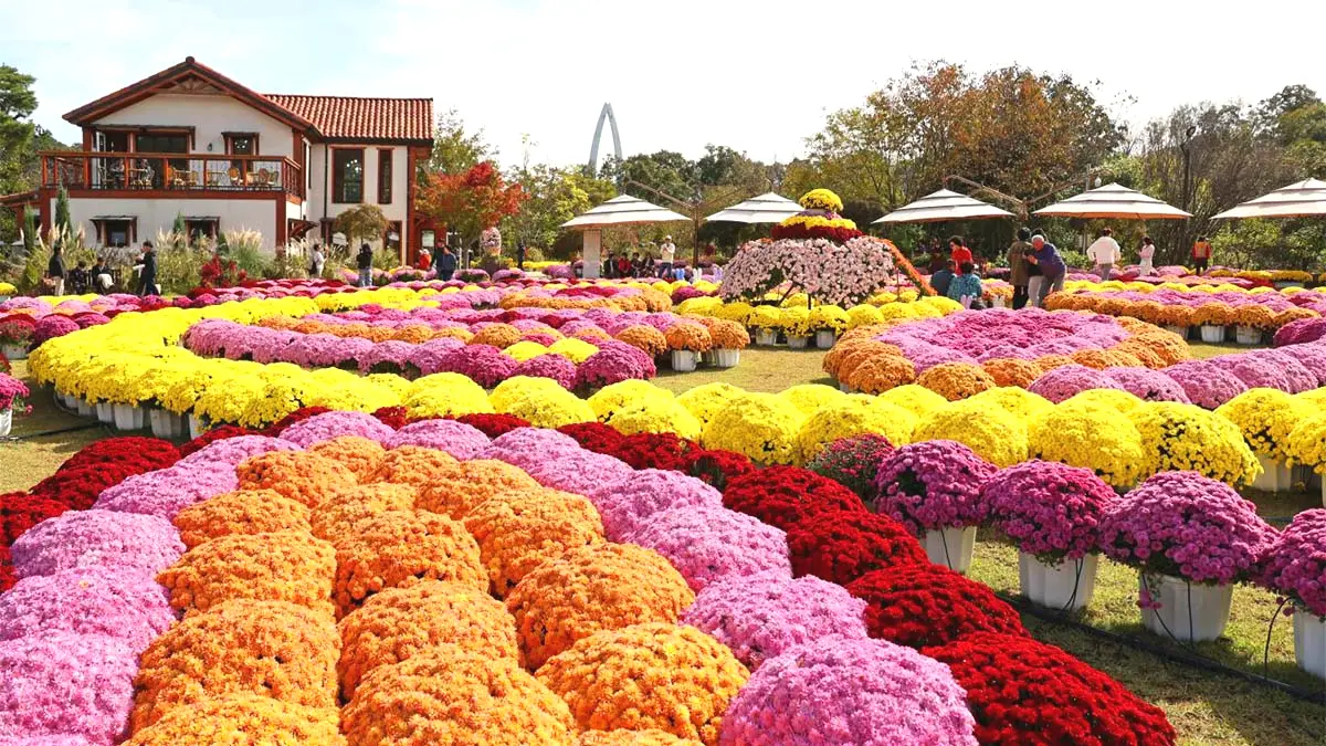 붕어섬 생태공원 국화 붕어섬 생태공원 국화