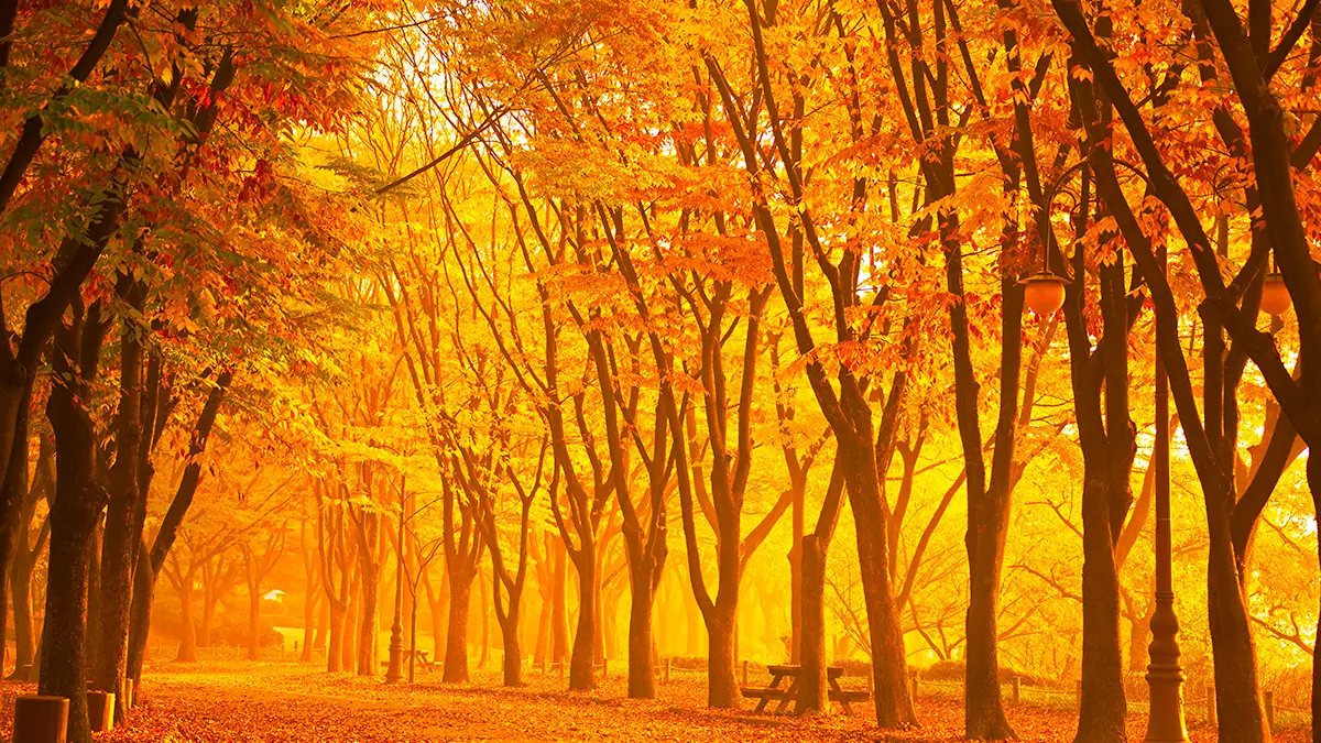 인천대공원 단풍 인천대공원 단풍