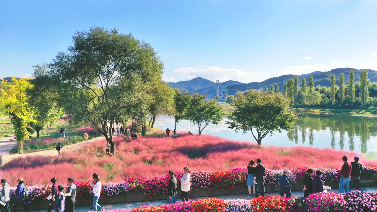 자라섬 꽃 페스타 핑크뮬리