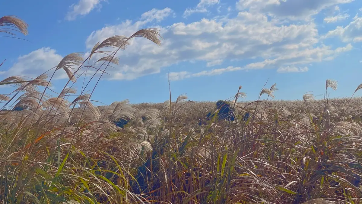 제주 어음리 억새