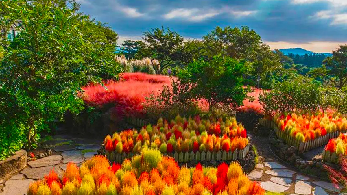 제주 마노르블랑 댑싸리