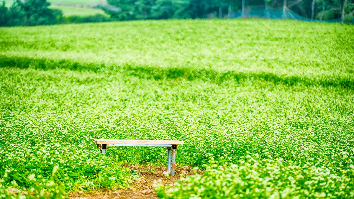 오라동 메밀밭 가을